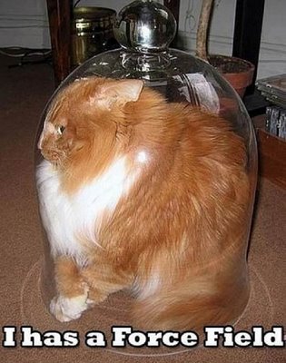 Can Dogs Be Given A Glass Eye Can Dogs Be Given A Glass Eye