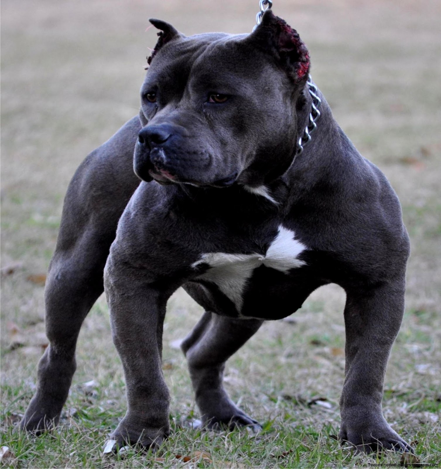 Blue Dog Picture Pitbull Puppies
