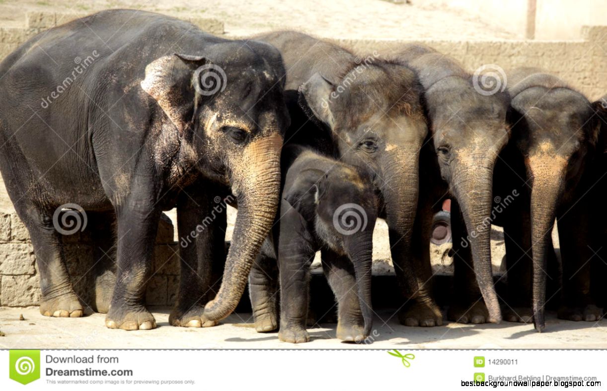 Herd Of Female Indian Elephants With Calf Stock Image   Image Herd Of Female Indian Elephants With Calf Stock Image   Image