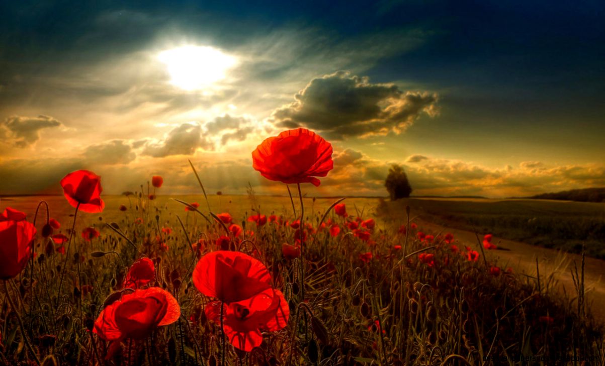 Free Beautiful Poppy Field computer desktop wallpaper Free Beautiful Poppy Field computer desktop wallpaper