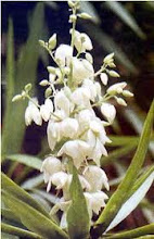 FLOR NACIONAL DE EL SALVADOR