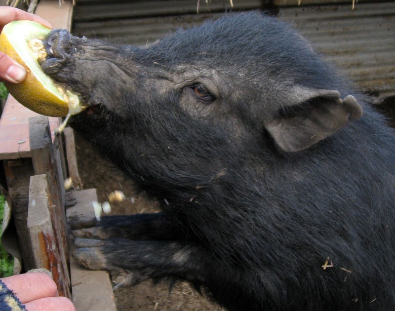 Little Pet Pigs Fruit Pigs