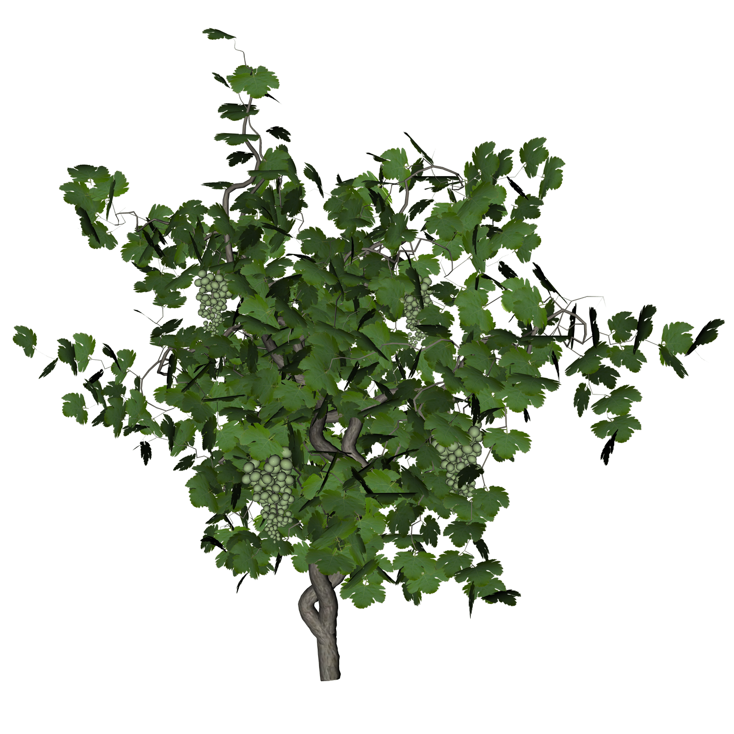 grape vine png