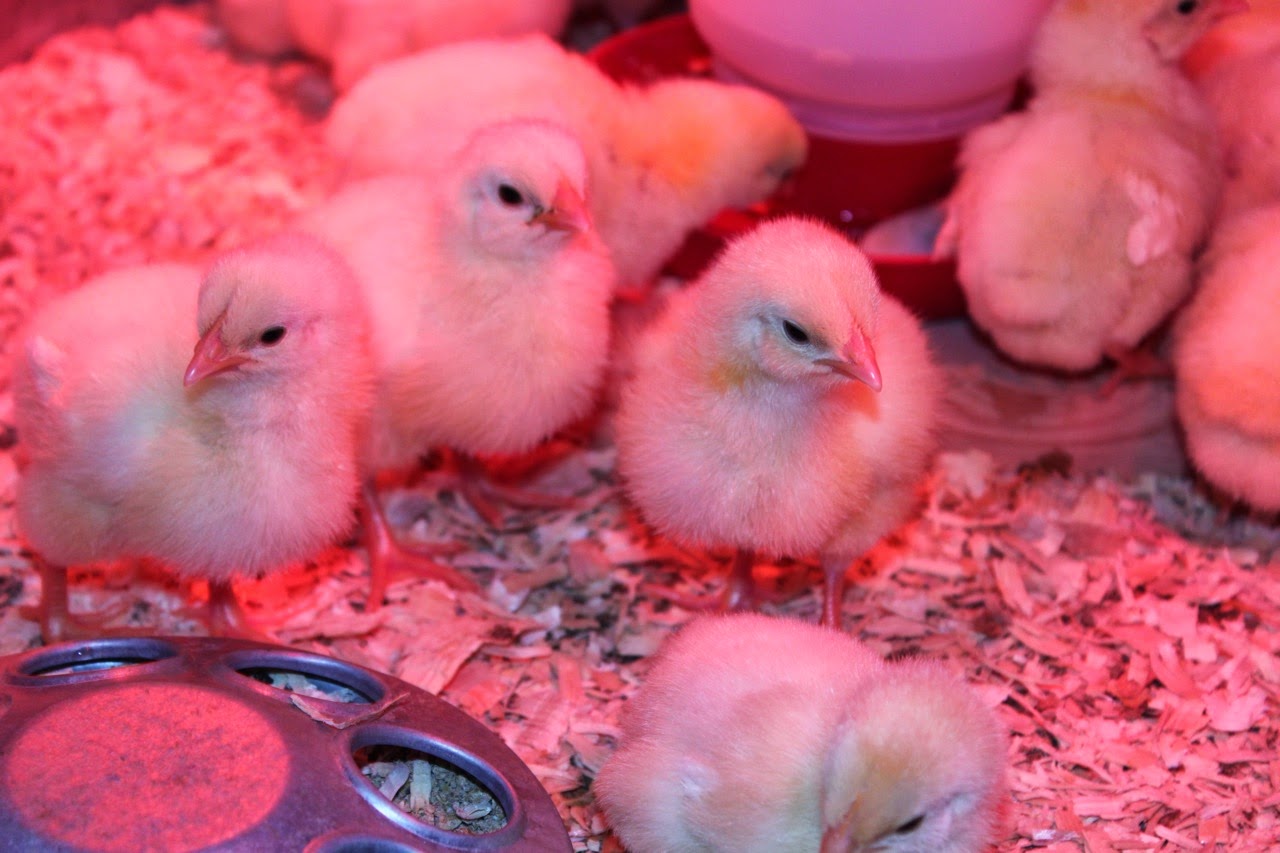 The Home Front Consider raising meat chickens