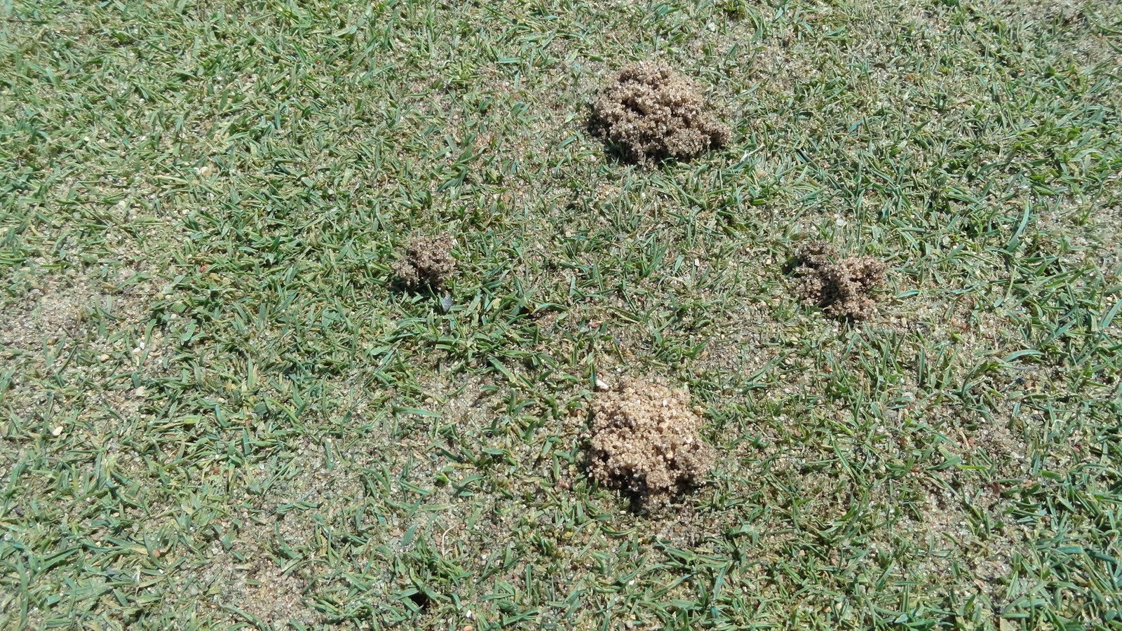 Mounds On The Putting Green Naperville Country Club Green Department