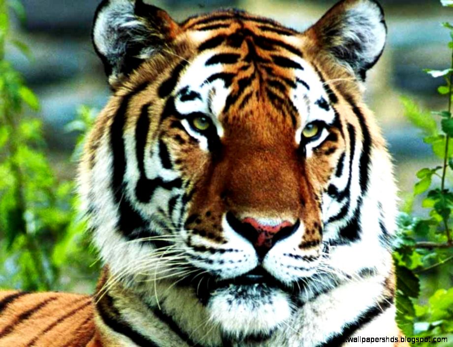 Free Tiger wallpaper 1024x768 13164 Free Tiger wallpaper 1024x768 13164