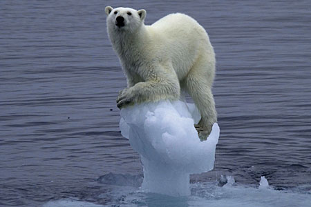 polar-bear-melting-ice.jpg