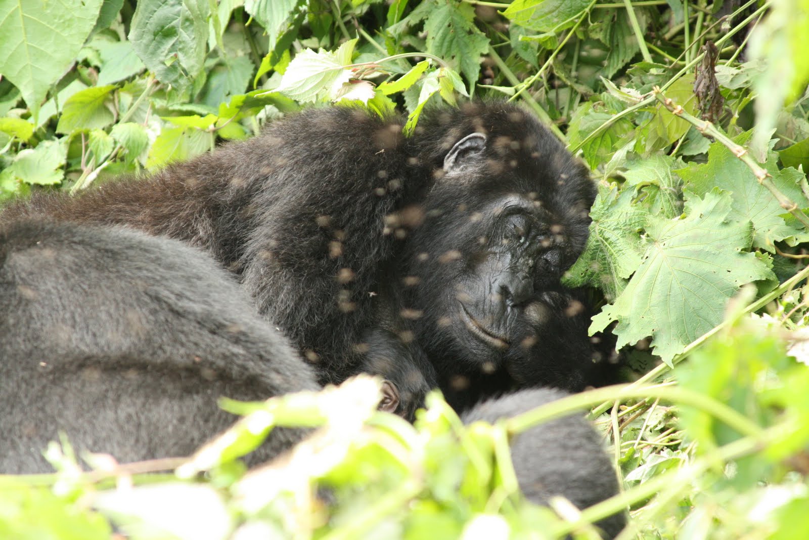 World Travel and Adventure Tracking The Gorillas of Bwindi
