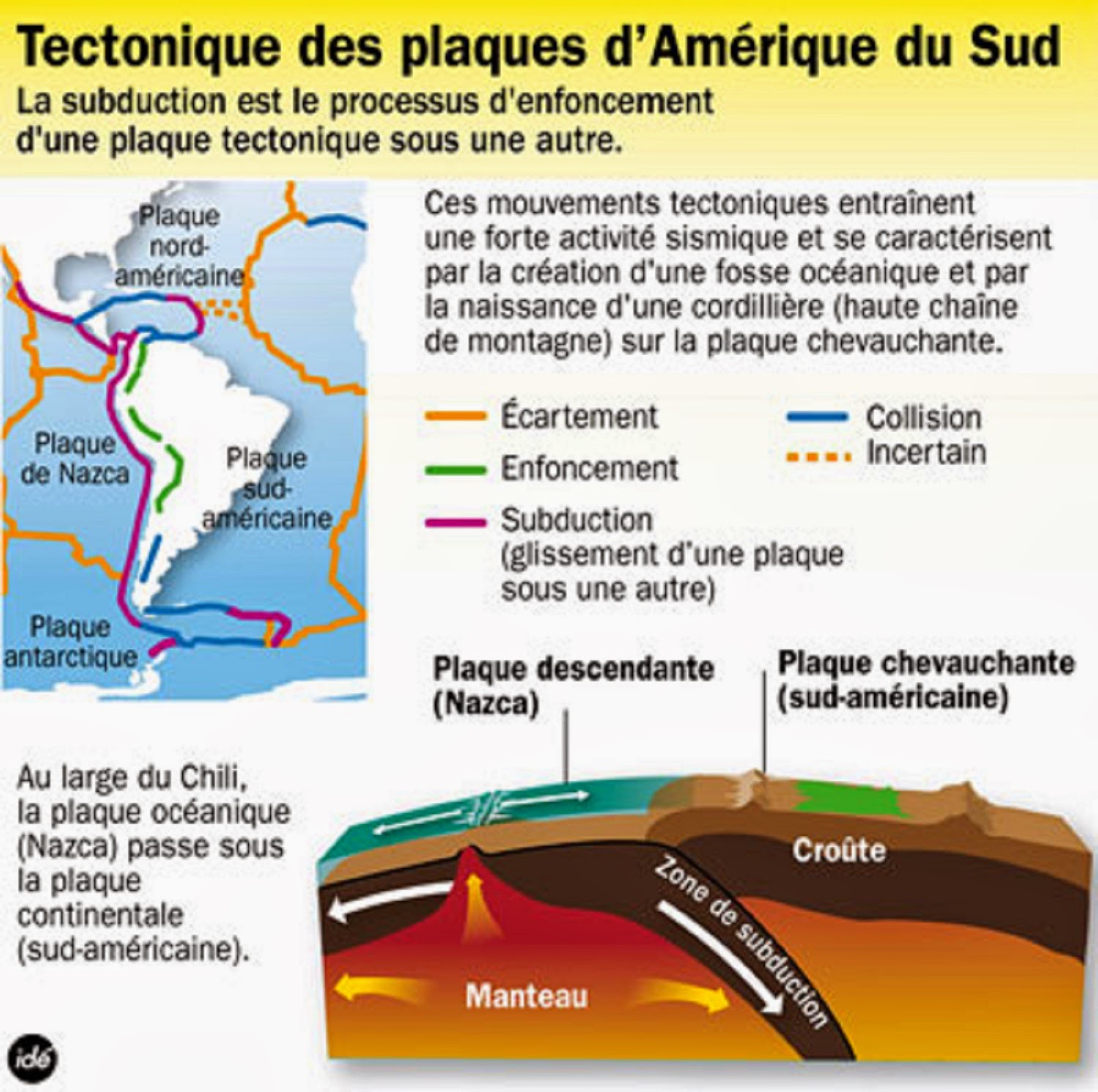 Araucaria février 2010