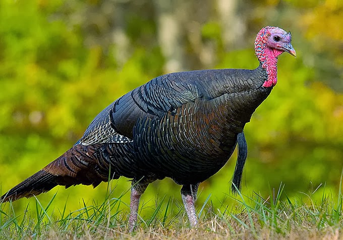wild turkey wild life world what size turkey for 4 adults