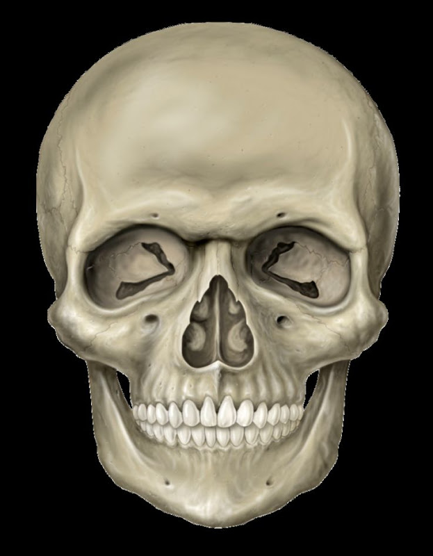 Skeleton skulls PNG images free download Skeleton skulls PNG images free download