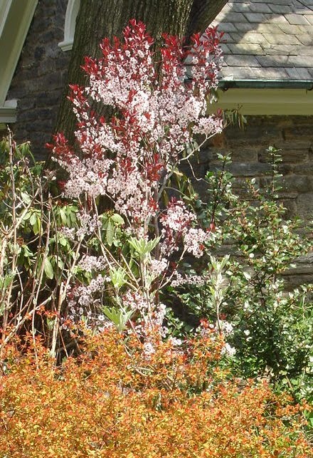 The Flowering Trees And Shrubs Of Early Spring