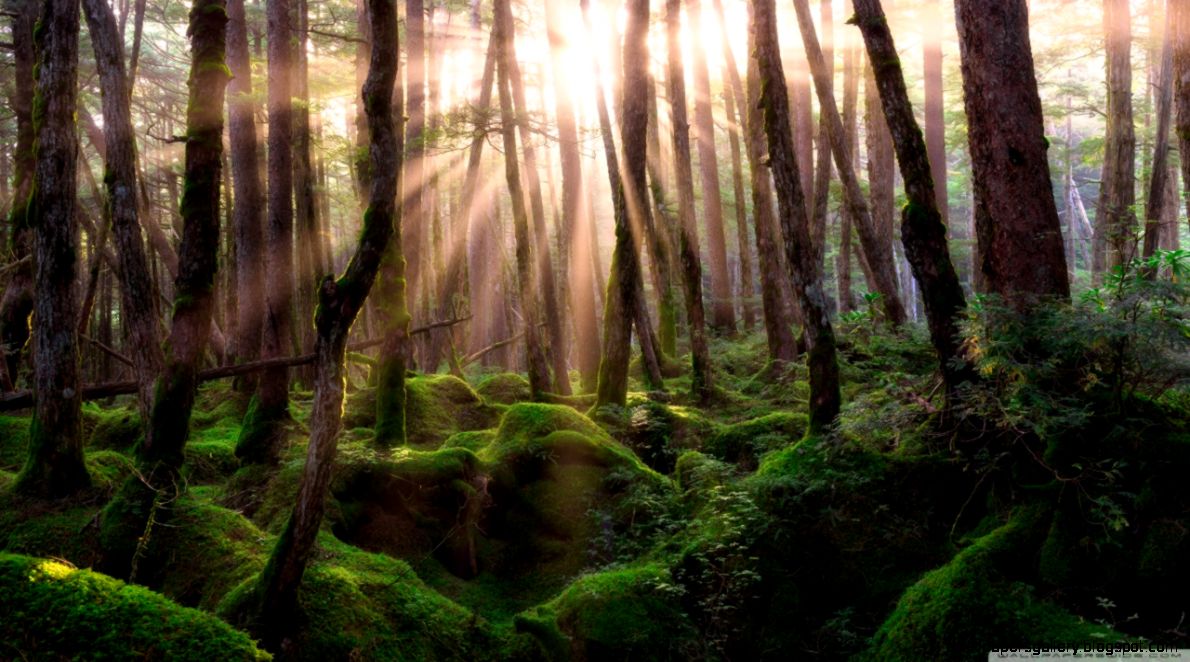 Pine Forest Sunrise HD desktop wallpaper Widescreen High Pine Forest Sunrise HD desktop wallpaper Widescreen High