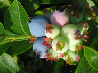 Wild Blueberries