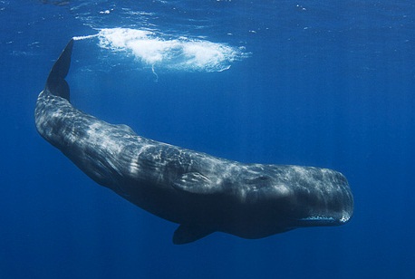 Best of Sperm whale semen Softcore porn community