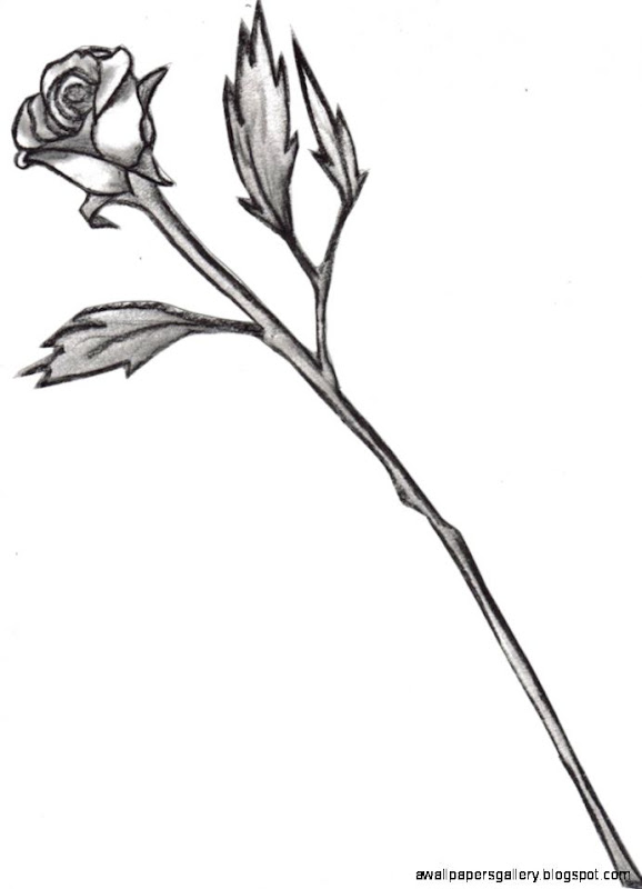 Rose Outline With Stem ClipArt Best Rose Outline With Stem ClipArt Best