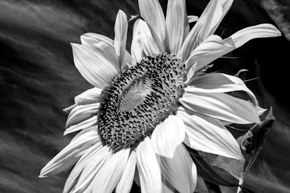 Sunflower Wallpaper Tumblr Black And White Sunflower Wallpaper Tumblr Black And White