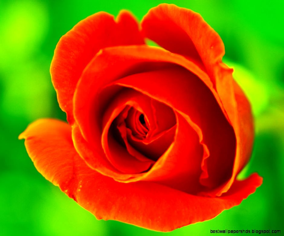 Gorgeous Roses The Meaning of Rose Colors 35 PICS Gorgeous Roses The Meaning of Rose Colors 35 PICS