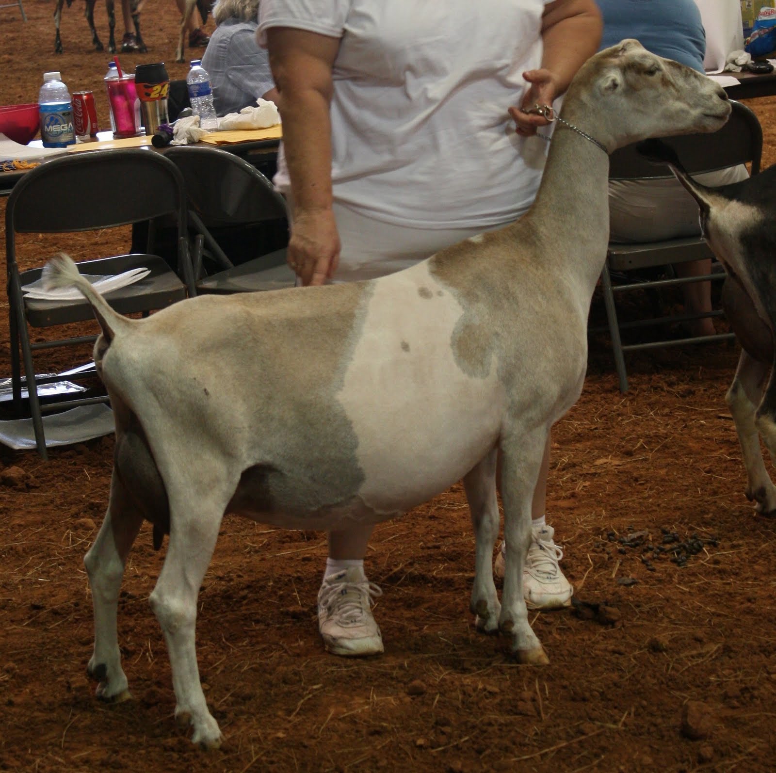 Goats in the Garden Help Find A Missing Goat in Oklahoma!
