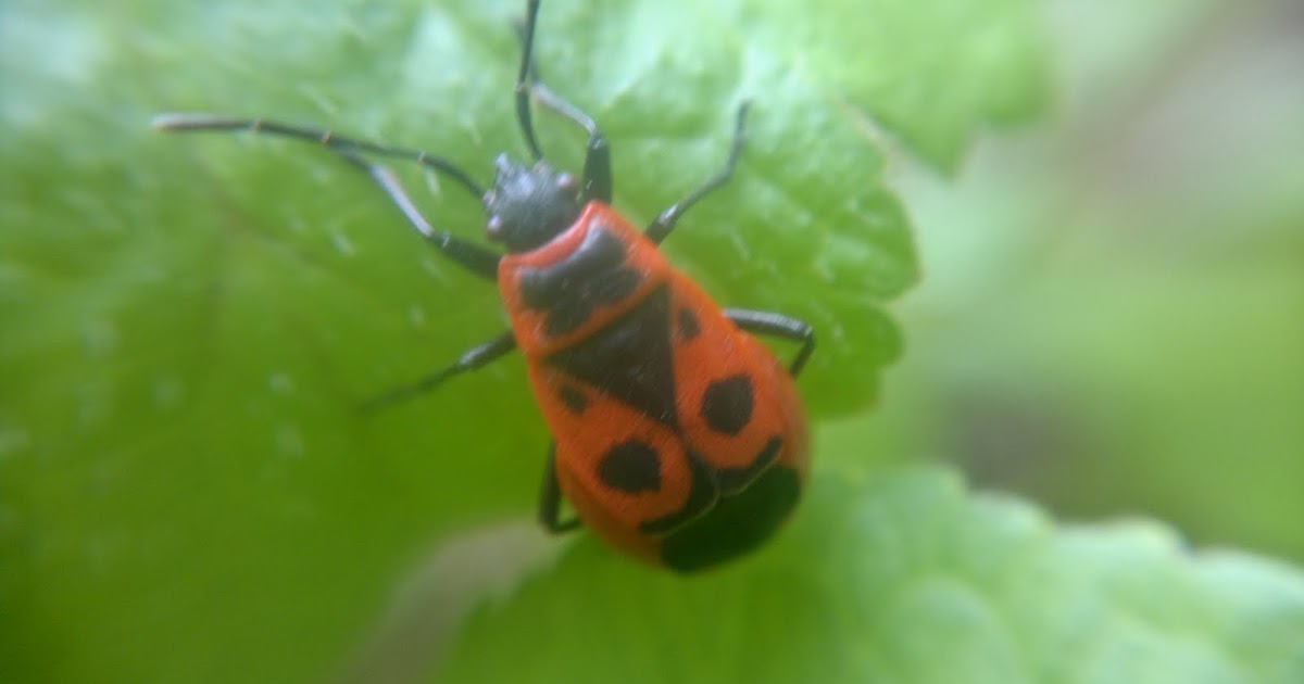 red bug on plant | Macro with my Nokia