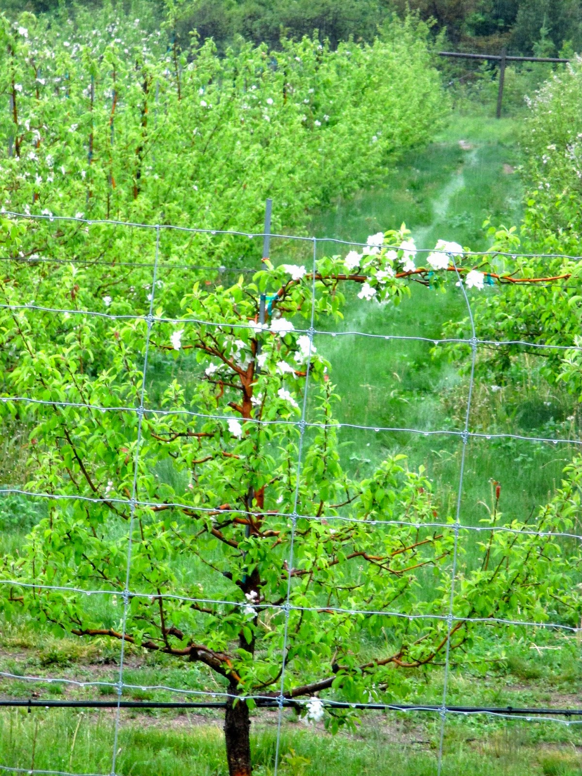 Art's Bayfield Almanac MORE ON APPLES AND CRABAPPLES