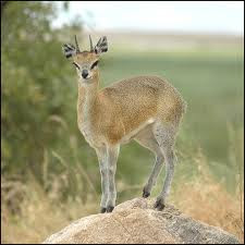 Denimulyanasasmita Kijang Kecil Pelompat Tertinggi