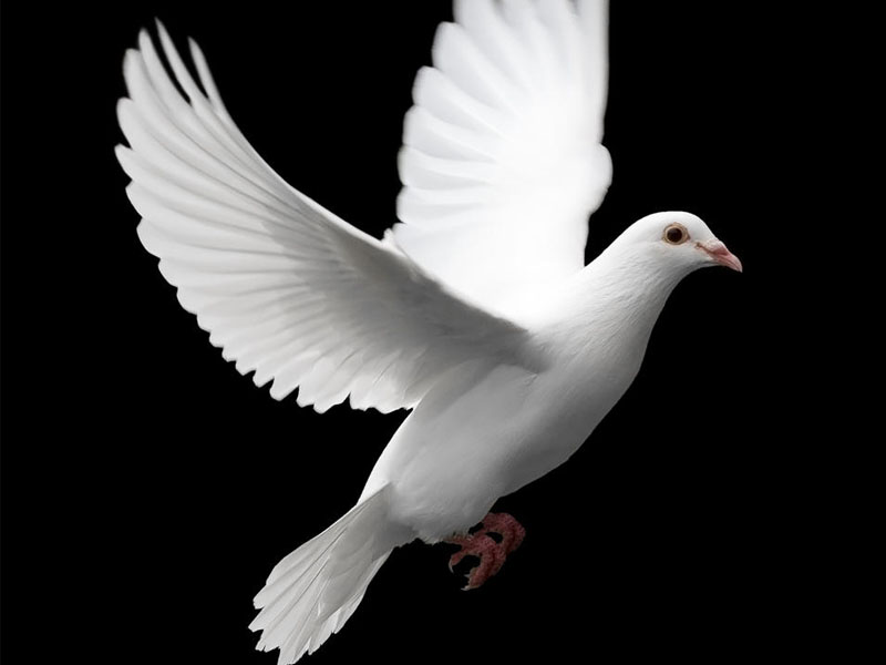 Gambar Burung Merpati Putih