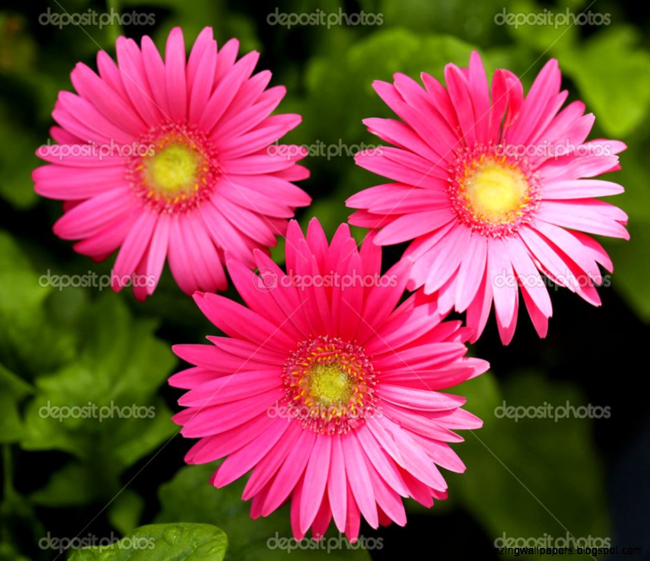 Gerbera Daisy Hot Pink Flowers in the Garden — Stock Photo Gerbera Daisy Hot Pink Flowers in the Garden — Stock Photo