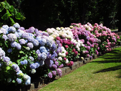 Living The Life In Saint Aignan Hortensias Or Hydrangeas