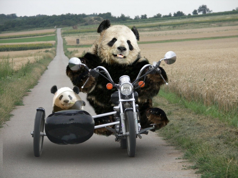 panda.jpg