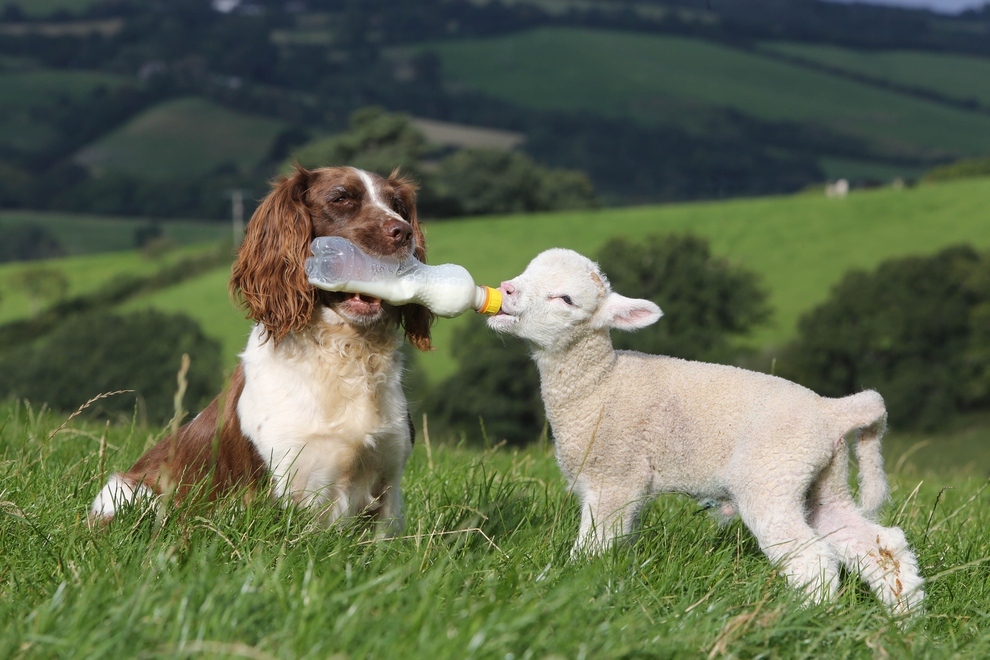 A sheepdog feeds baby lamb milk from bottle (5 pics) Amazing Creatures