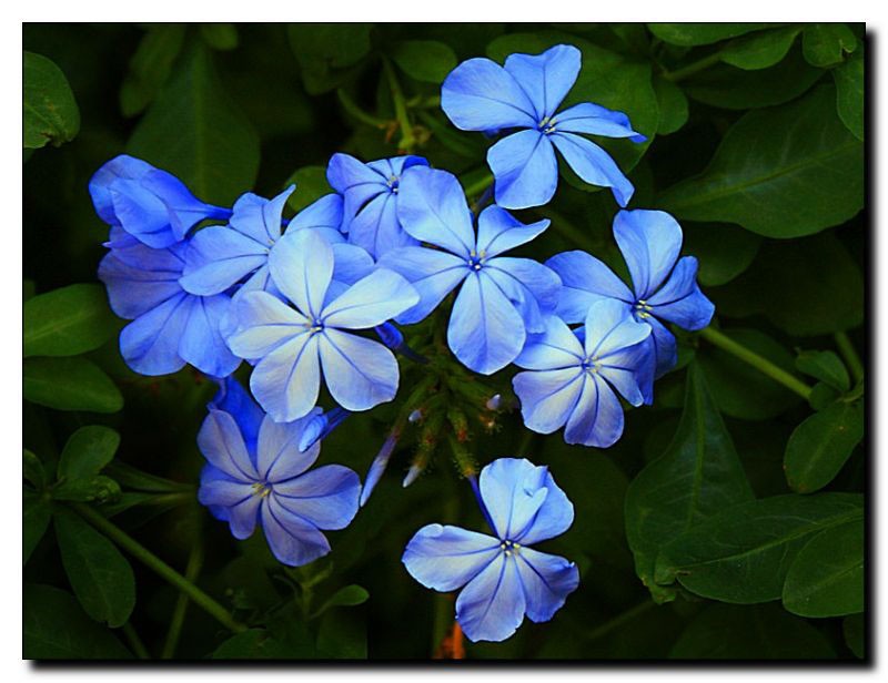 6+ Arti Mimpi Melati Biru