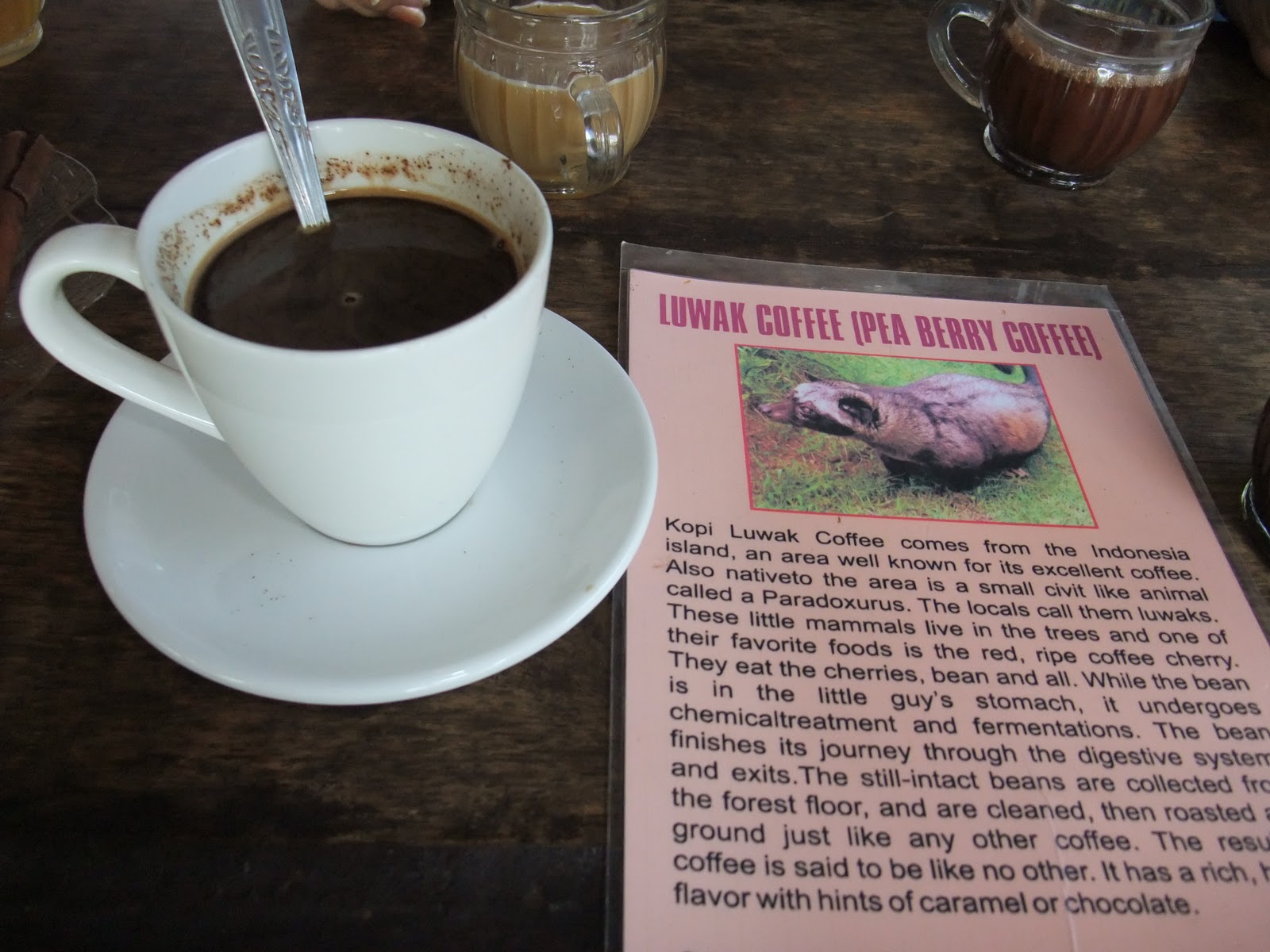 FaT CHIKU Kopi Luwak World's Most Expensive Coffee made of Poop!