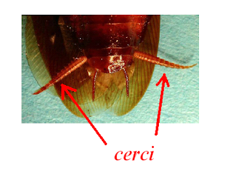 cockroach+cerci.PNG