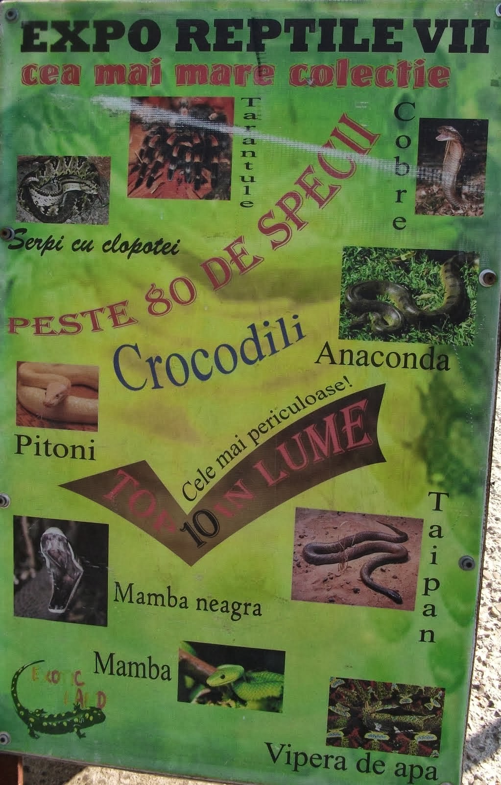 Afişul expoziţiei de reptile, Muzeul de Ştiinţe Naturale, Piatra Neamţ, 9.10.2013...