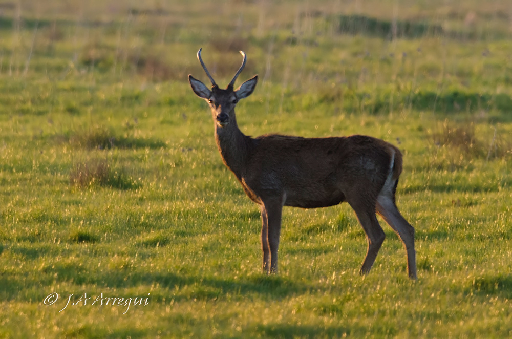 Ciervo, Cervus elaphus, Red Deer Ciervo, Cervus elaphus, Red Deer