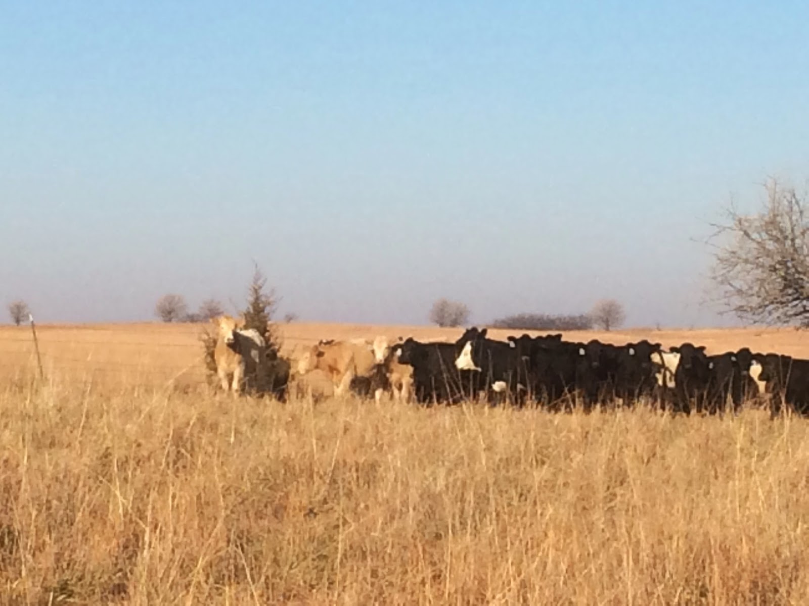 Sustainability: Easy to Say, Difficult to Define Sustainability is a topic affecting all of agriculture, beef included.