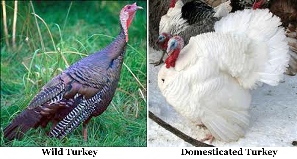 As Many Exceptions As Rules As A Bird It's No Turkey