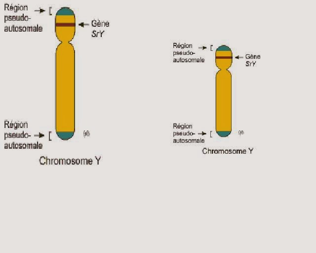 définition de maladie cardio vasculaire