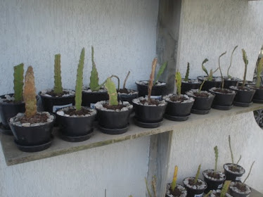 mudas cactus orquidea - várias cores