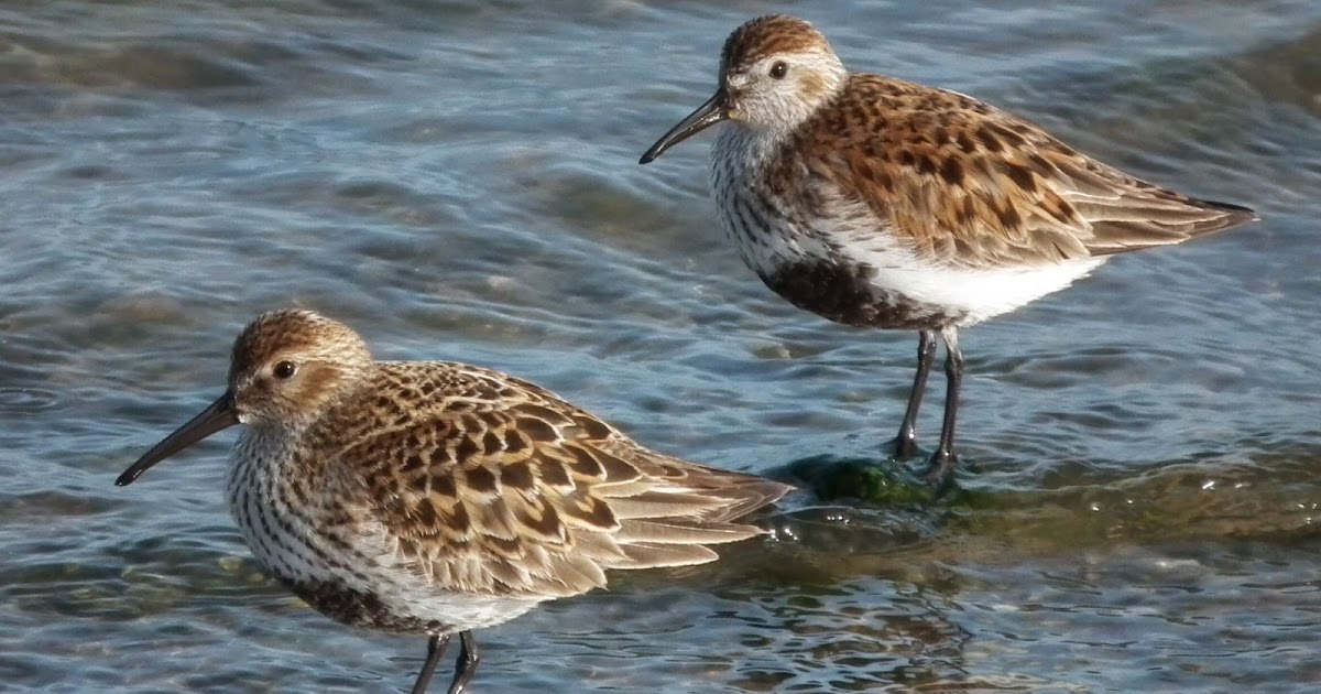 Dorset Birds: Sightings - Tuesday 5th May 2015