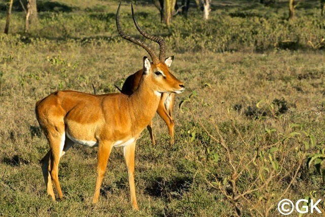Männliche Impala (Aepyceros melampus), auch Schwarzfersenantilope.