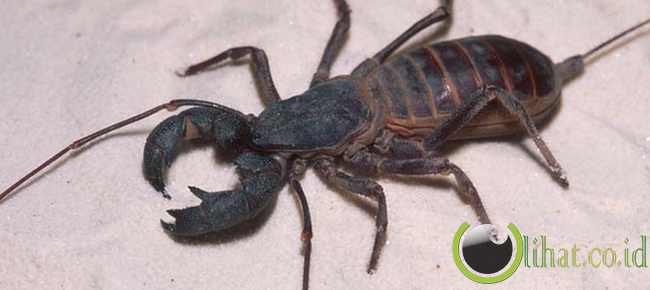 Whip Scorpion (Kalajengking Cambuk)