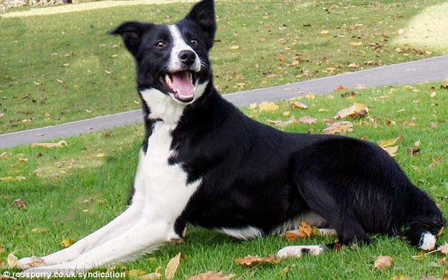 Midge Anjing Gembala Termahal Di Dunia Terjual Seharga 129 Juta