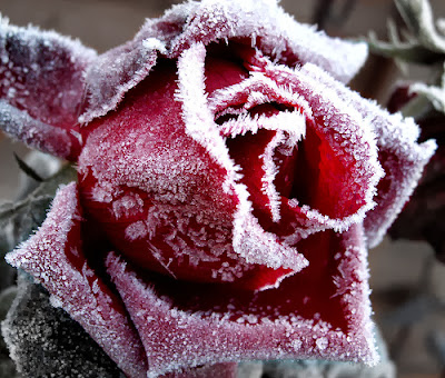 winter-red-rose-wallpaper
