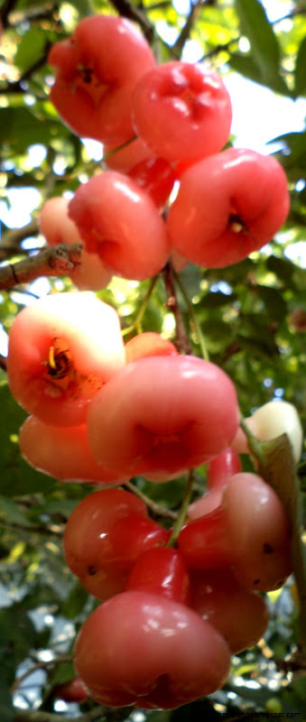 Mouth Watering Food Recipes 220 LOVE APPLE SYRUP Mouth Watering Food Recipes 220 LOVE APPLE SYRUP