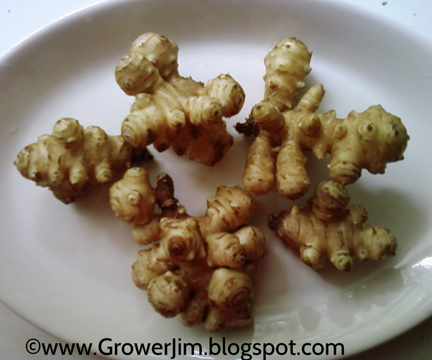 Garden Adventures Sunchoke (Helianthus tuberosus)