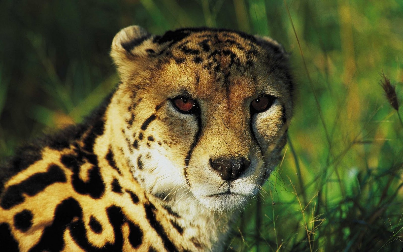 Foto Foto Singa Macan Harimau Cheetah Di Alam Liar
