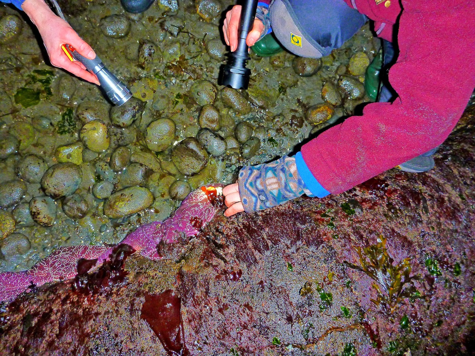 Buzz's Marine Life of Puget Sound: SEA STAR WASTING DISEASE AT ALKI