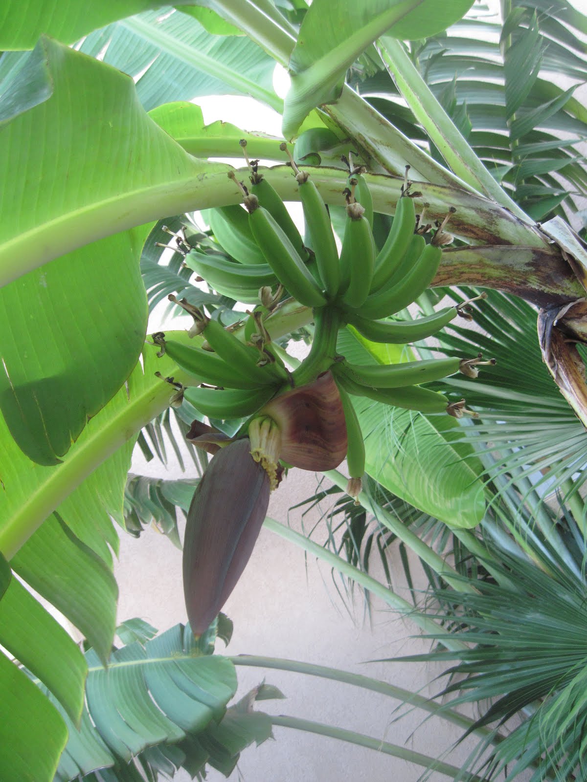 Smith's Jamaican Mission Growing Bananas